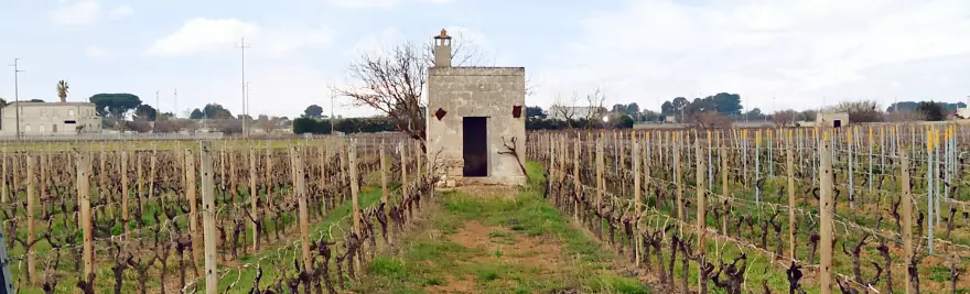 Un vigneto di Primitivo di Manduria, uno dei migliori vini in Puglia.