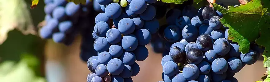 Grappoli di uva Negroamaro da cui si produce il Vino Negroamaro del Salento rosso e rosato.