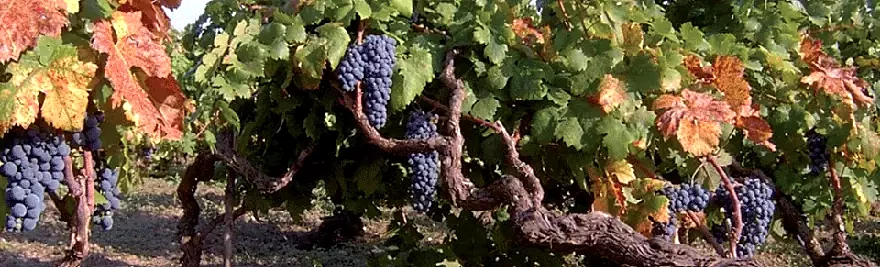 Primitivo, uva per produrre uno dei migliori vini pugliesi.