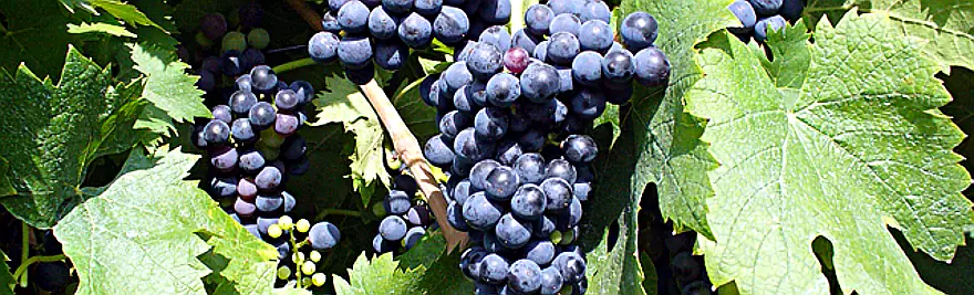 Susumaniello, un vitigno autoctono della Puglia.