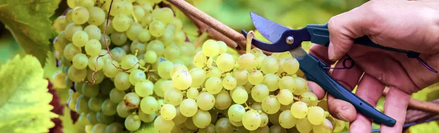 La vendemmia di uva per vino bianco in Puglia.