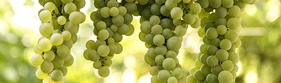 Uve del vitigno Verdeca, da cui si producono ottimi vini bianchi pugliesi.