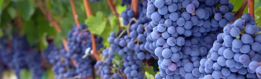 Vigneto con uva per la produzione di Vino in Puglia.